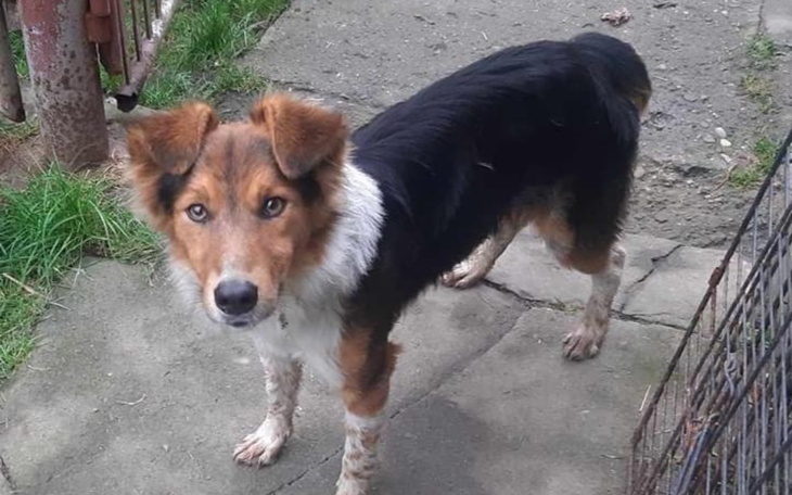 Zbiórka dla psów i kotów u Pani Tereni - zdjęcie główne