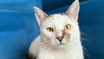 Zbiórka Pomóż Milo odzyskać zdrowe oczko - miniaturka zdjęcia