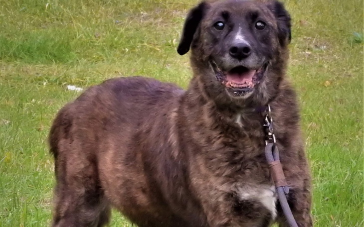 Zbiórka LUCKY- Operacja guza śledziony - zdjęcie główne