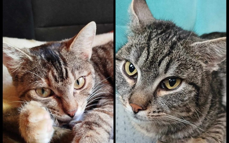 Dwa koty leżące obok siebie, z wyrazistymi oczami.