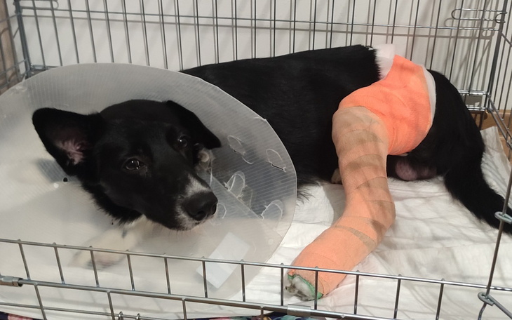 Zwierzę w komfortowym brzuszku w klatce hospitalowej