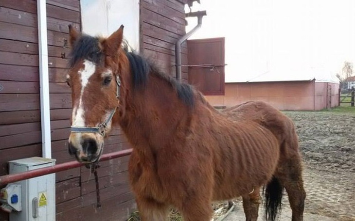 Chudy koń stojący przy budynku, wygląda na zaniedbanego.