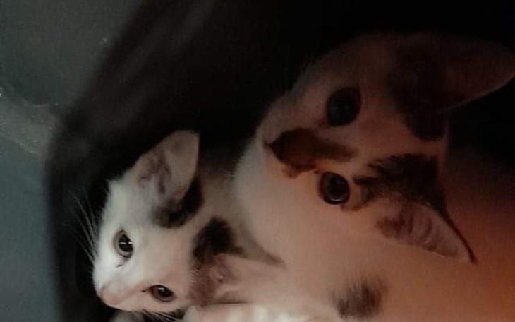 Zbiórka Sterylizacja bezdomnych kociaków - zdjęcie główne