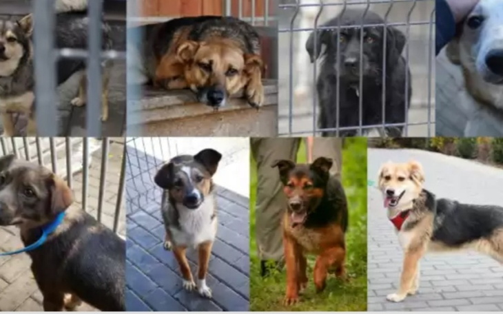 Zbiórka Dla psów i kotów ze schroniska - zdjęcie główne