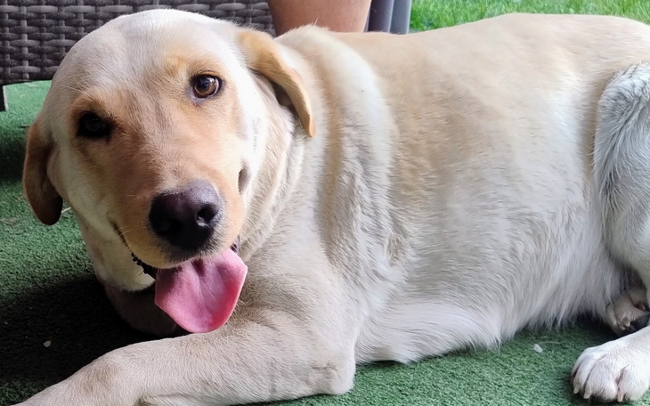 Labrador leżący na trawie, uśmiechnięty i zrelaksowany.
