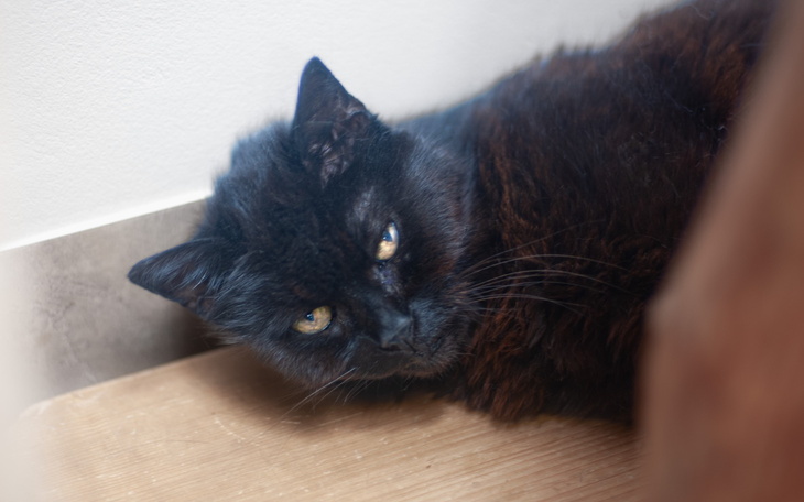 Czarny kot leżący w kącie, z wyrazem twarzy.