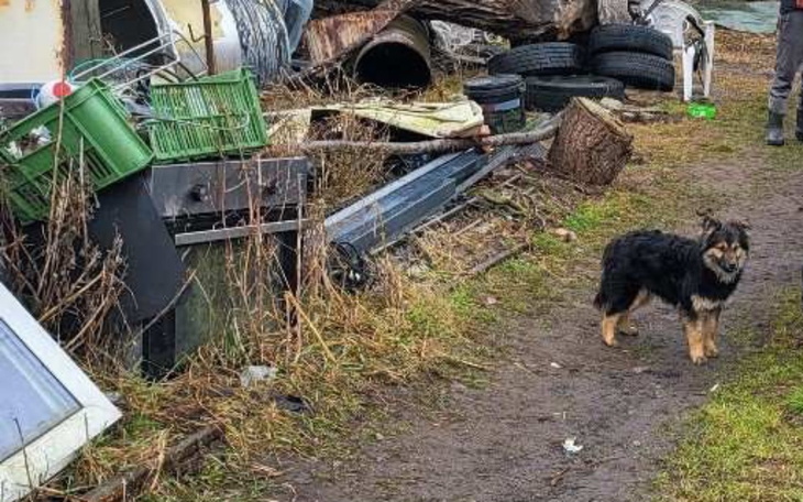 Zaniedbany teren z porzuconymi przedmiotami i psem na ścieżce.