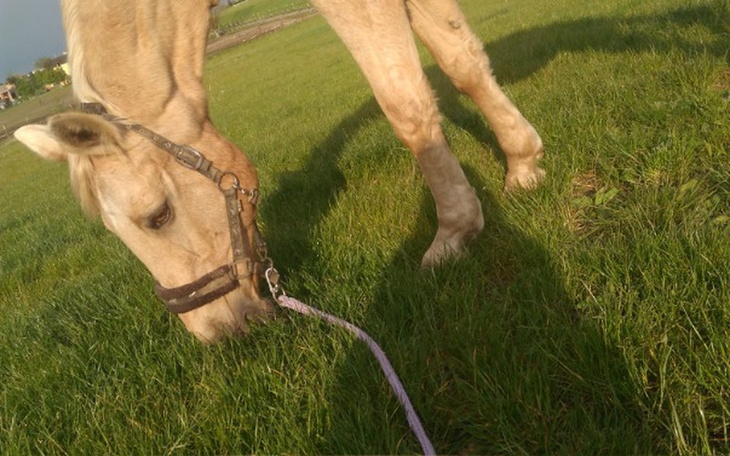 Zbiórka Zbieram na obóz - zdjęcie główne