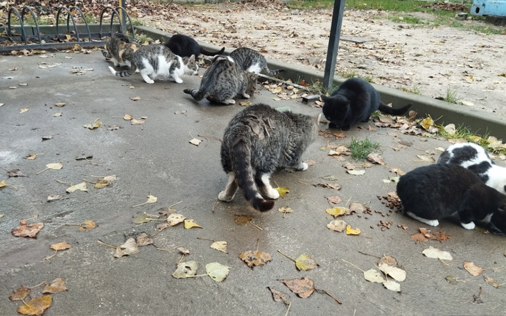 Zbiórka Pilna pomoc, potrzebna karma . - zdjęcie główne