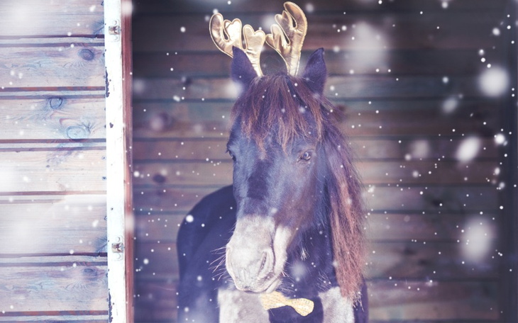 Zbiórka Szlachetna paczka- animalove - zdjęcie główne