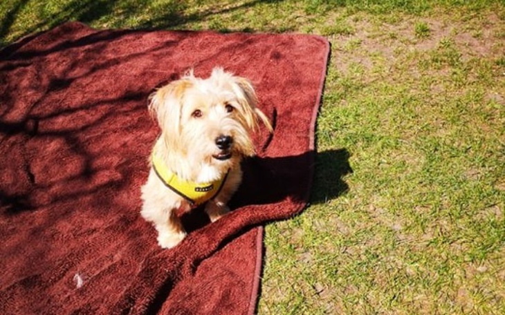 Zbiórka Operacja i dalsza rehabilitacja - zdjęcie główne