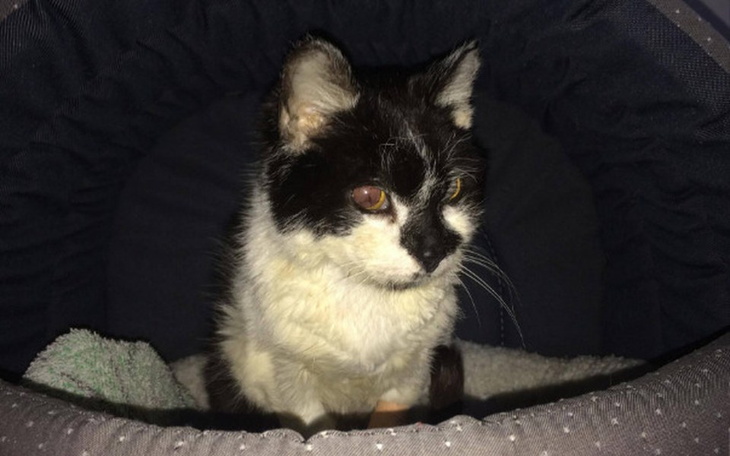 Zbiórka Smeli zbiera na badania i leki - zdjęcie główne