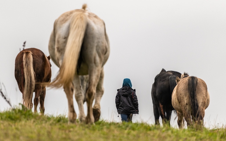 Osoba spacerująca wśród koni na zielonym wzgórzu.