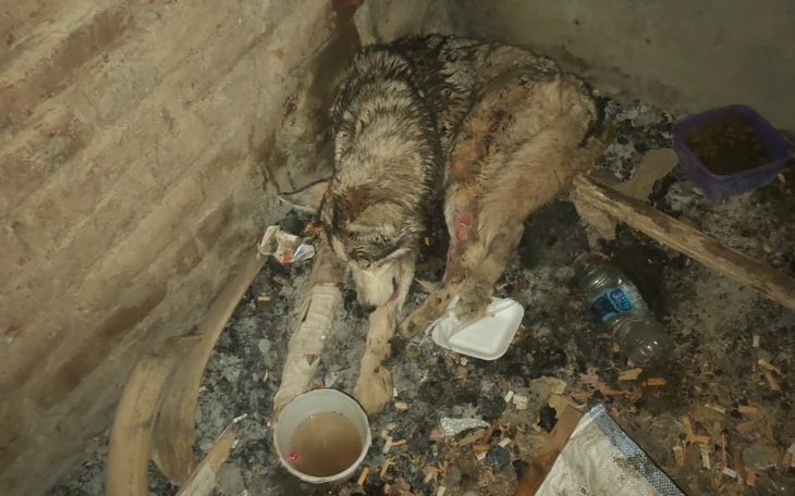 Zraniony pies leży w brudnym pomieszczeniu.