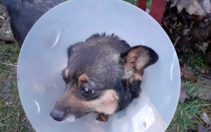 Pies w kołnierzu ochronnym, wygląda na zmartwionego.