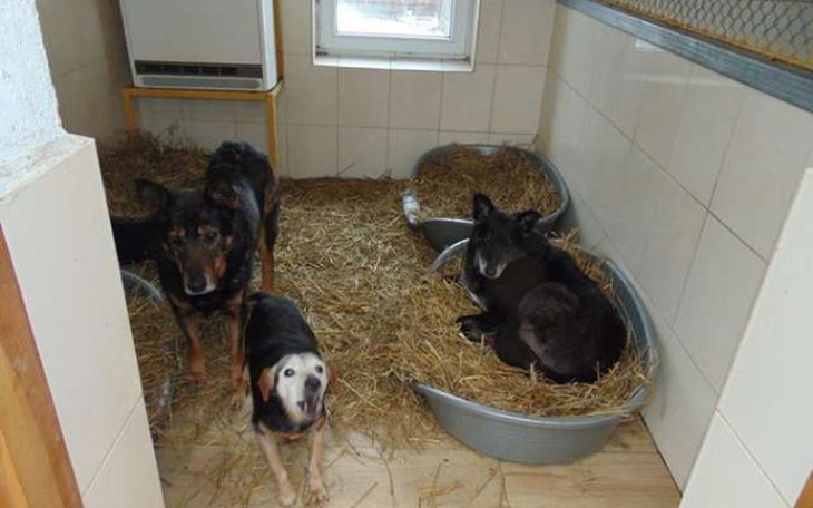 Zbiórka Zbiórka na karmę dla przyjaciół - zdjęcie główne