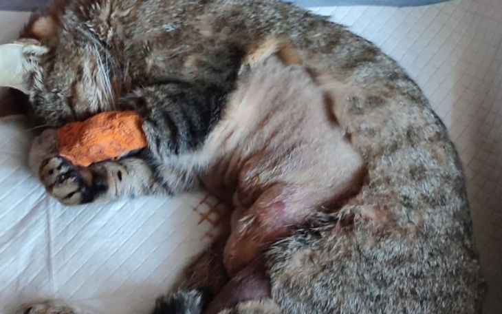 Kot śpiący na poduszce, z pomarańczowym kawałkiem w łapach.