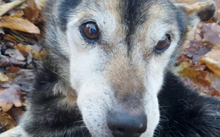 Zbiórka Przepraszam, nie mam sily czekac - zdjęcie główne