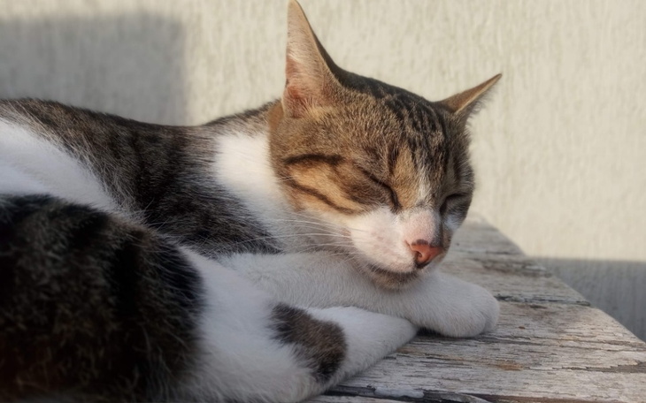 Zbiórka Leczenie kota Miodka - zdjęcie główne