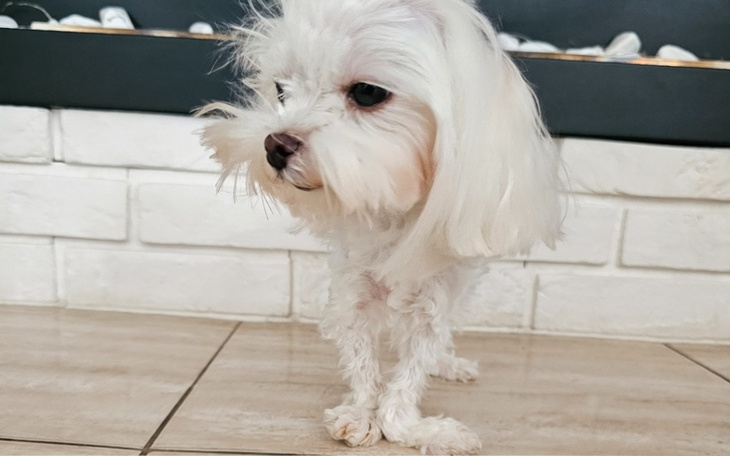 Zbiórka Leczenie Beti - zdjęcie główne