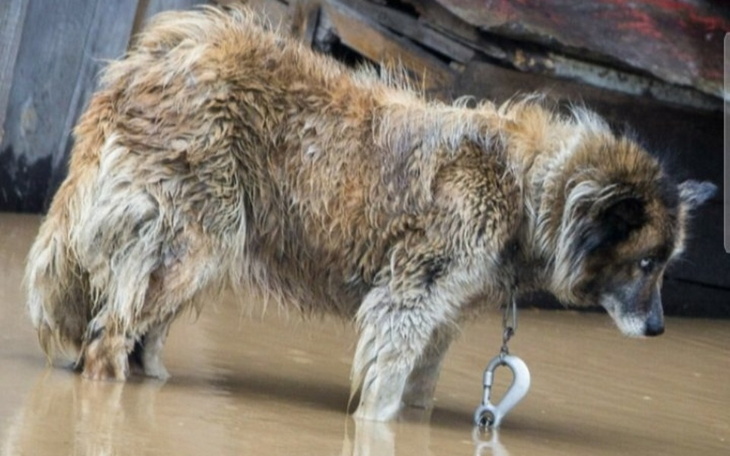 Zabłocony pies, szukający pomocy po trudnych przeżyciach.