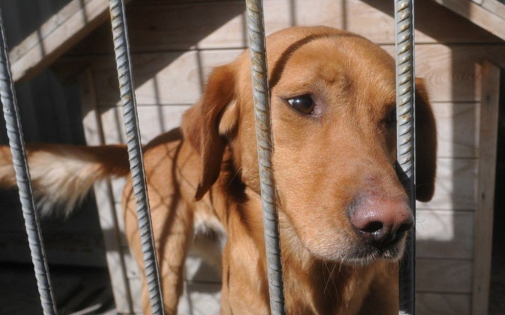 Zbiórka Na psiaki ze schroniska. - zdjęcie główne