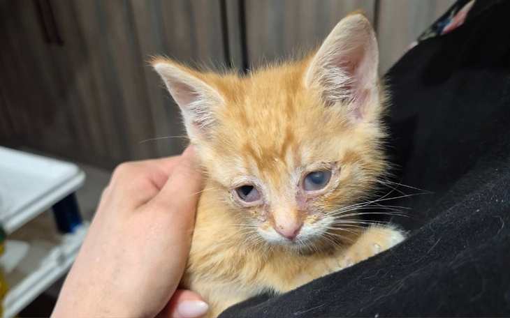 Zbiórka Dla podopiecznych - wrzesień - zdjęcie główne