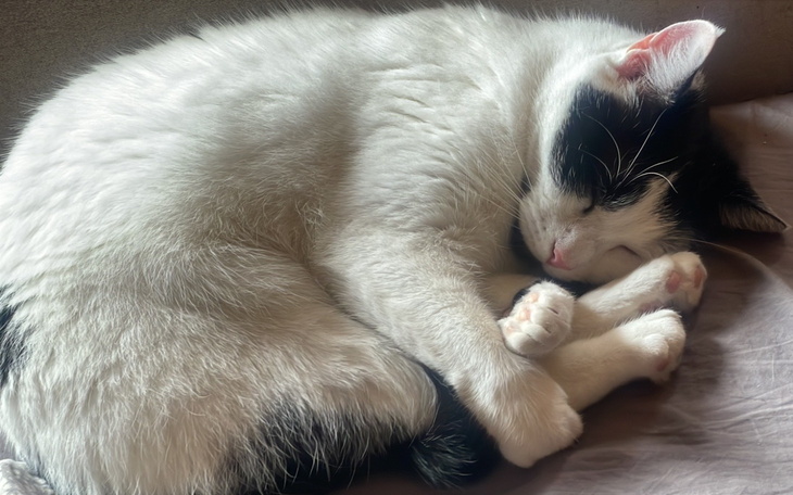 Śpiący kot, zwinięty w kłębek na miękkim podłożu.