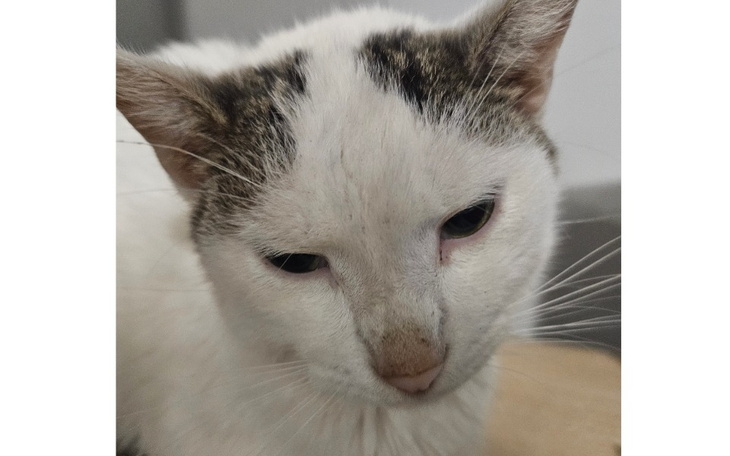 Zbiórka Szkielet kota. Pomoc w diagnozie - zdjęcie główne