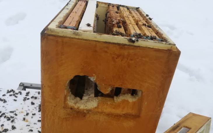 Zbiórka Domowa pasieka - odbudowa - zdjęcie główne