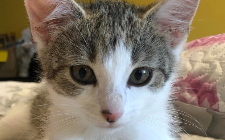 Zbiórka Leczymy Wiórkę - zdjęcie główne