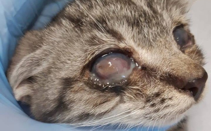 Zbiórka Opłacenie leczenia kotów w 2019r - zdjęcie główne