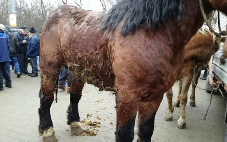 Zbiórka wykup konie z targów - zdjęcie główne