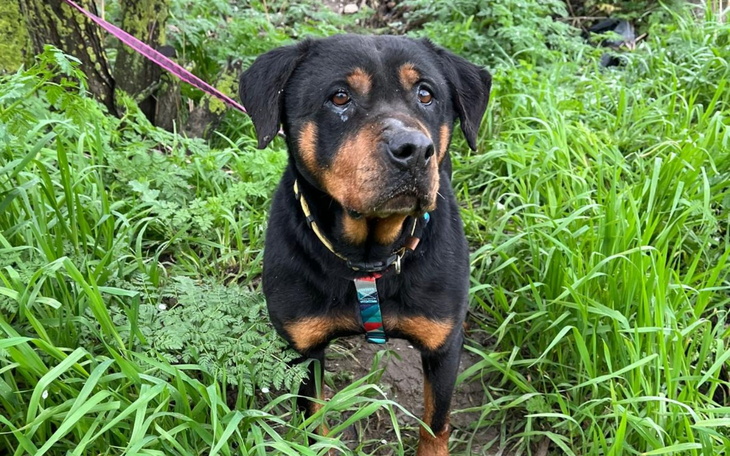 Rottweiler w zielonym otoczeniu, z wyrazem ciekawości.