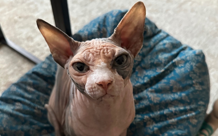 Kot rasy sphynx z wyrazem twarzy.