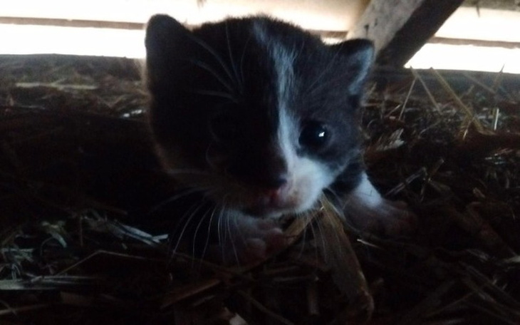 Zbiórka 4 kociaki, mama i kotka w ciąży - zdjęcie główne