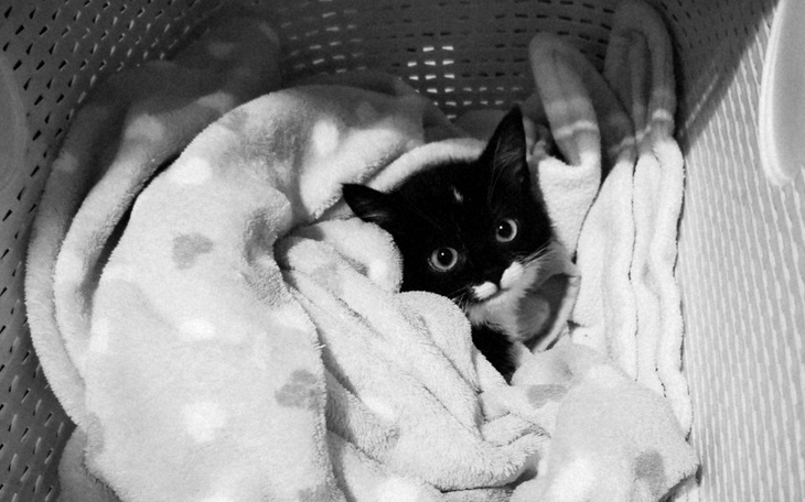 Zbiórka Cena życia - koty Ewy - zdjęcie główne