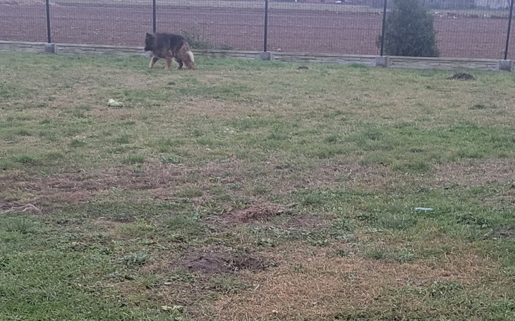 Zbiórka Pomoc trudnym psom - zdjęcie główne