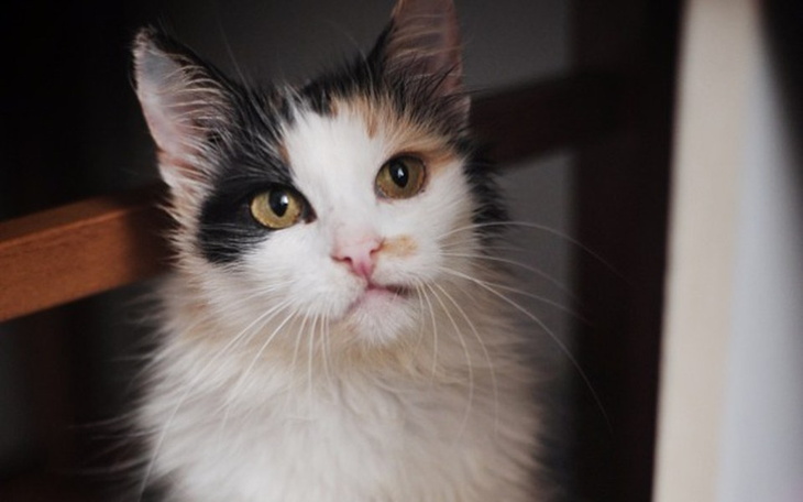 Piękny kotek, szuka ciepłego domu.