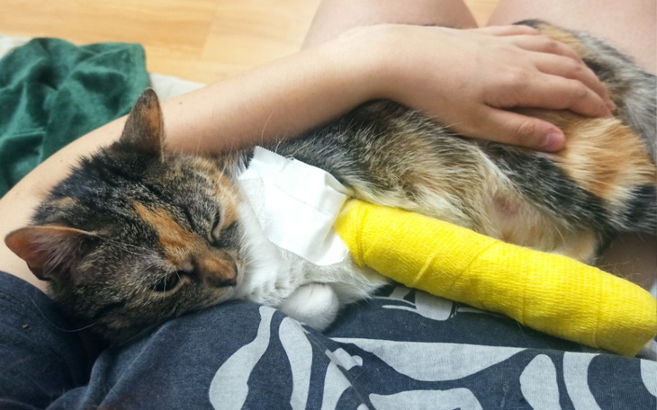 Zbiórka Na zabieg i leczenie kotki Versi - zdjęcie główne