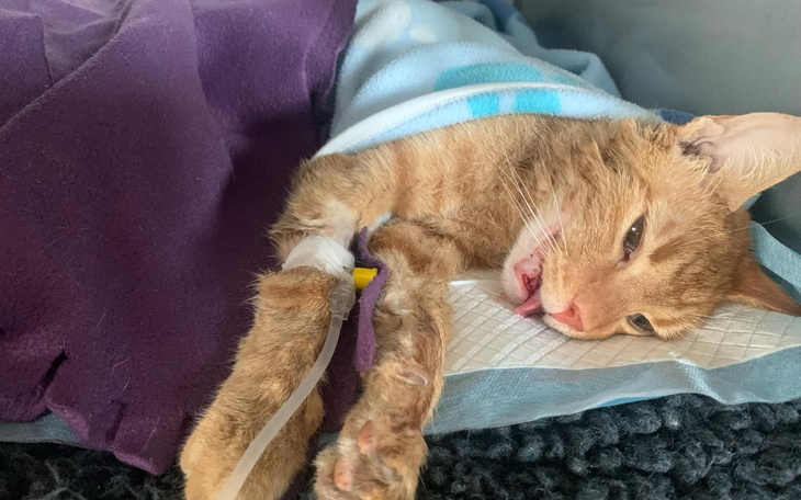 Chory kot z kroplówką, leżący na łóżku.