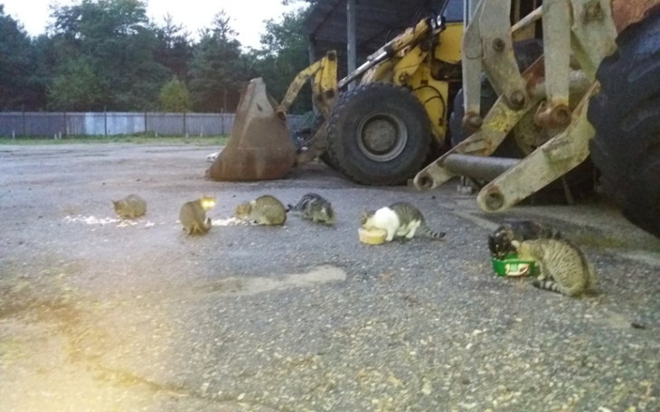 Zbiórka Jedzenie dla bezdomych kotów - zdjęcie główne