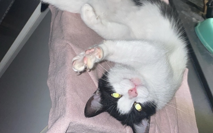 Zbiórka Pomoc dla mojej kochanej kotki - zdjęcie główne