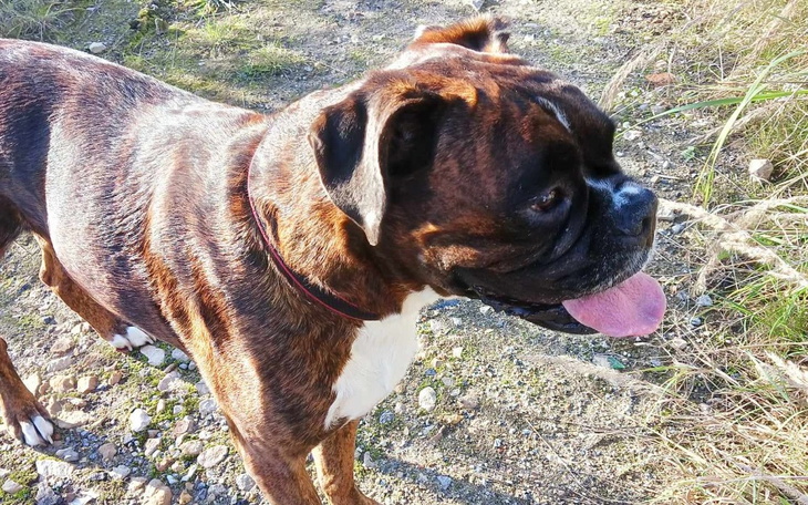 Zbiórka Operacja dla Szekli - zdjęcie główne