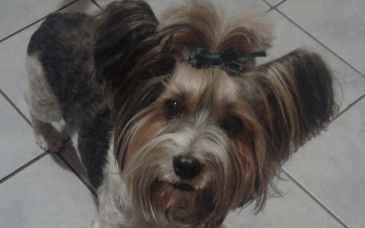 Zbiórka Operacja rdzenia kręgowego Agara - zdjęcie główne