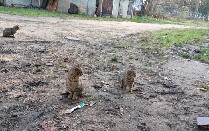 Zbiórka Proszę o pomoc w zakupie karmy - zdjęcie główne