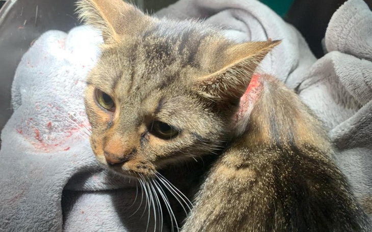 Zbiórka Pomoc dla kotki - Mili - zdjęcie główne