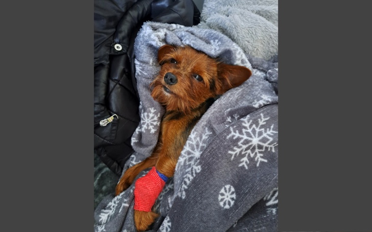 Zbiórka Leczenie dyskopatii Rockiego - zdjęcie główne