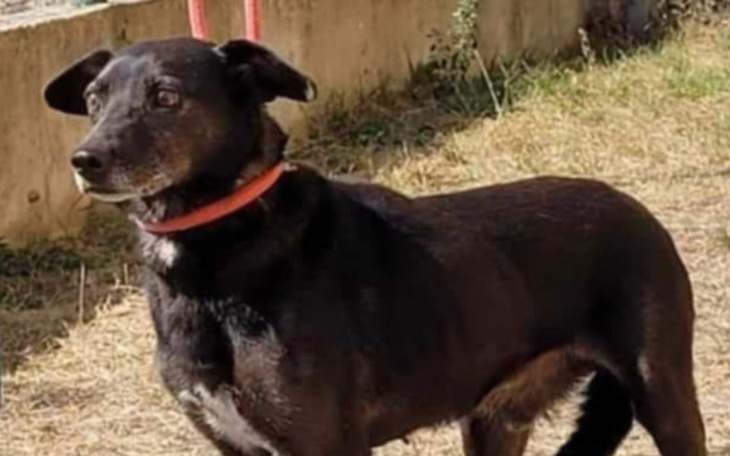 Zbiórka Czaruś zbiera na transport - zdjęcie główne