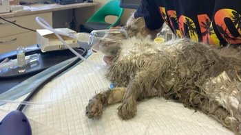 Zbiórka Nadzieja Umiera Ostatnia - Pomóż - miniaturka zdjęcia